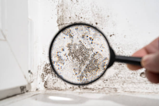 Environmental Consulting for Mold Prevention in Dayton, TX